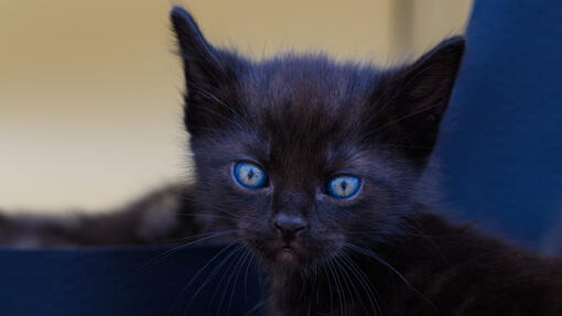 Black cat sale with blue eyes